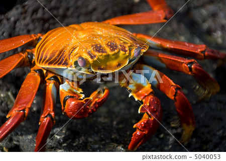 red crab on the rock, galapagos islands 5040053