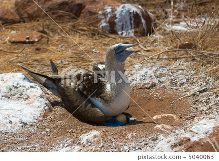 blue-footed booby on eggs 5040063