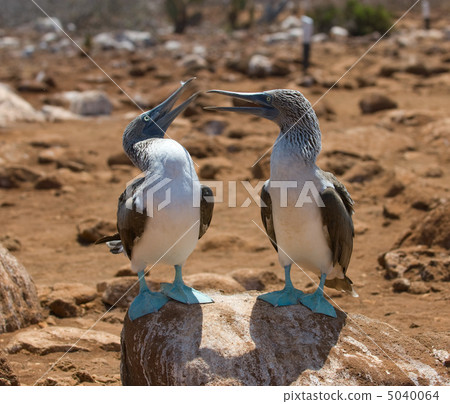 blue-footed boobies 5040064
