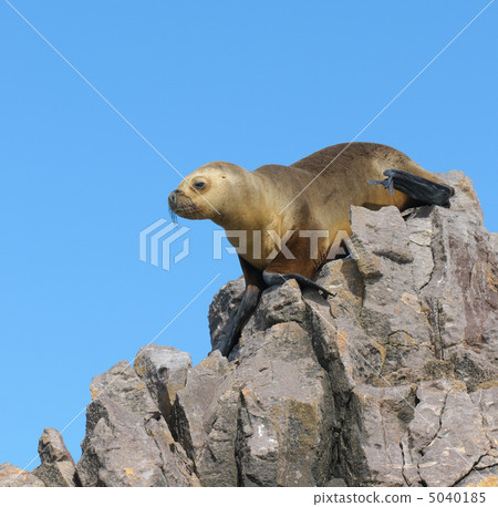 Sea Lion Sea Lion 5040185