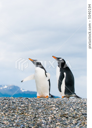 gentoo penguins 5040194
