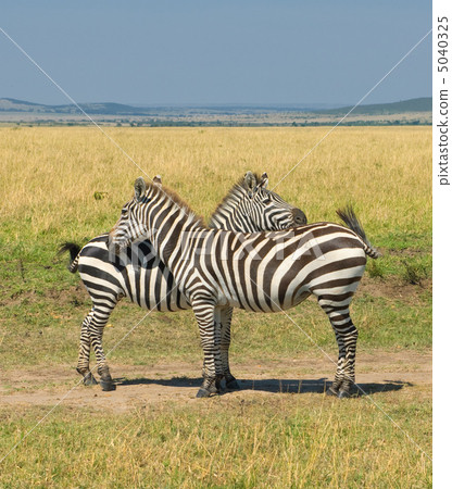 two zebras, masai mara, kenya two zebras, masai mara, kenya 5040325