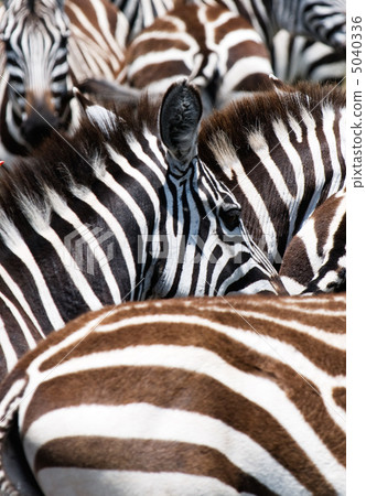pattern of zebras pattern of zebras 5040336