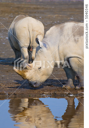 rhinos in lake nakuru national park, kenya 5040346