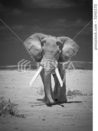 old elephant 5040370