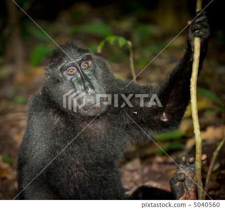 Black macaque, Sulawesi, Indonesia 5040560