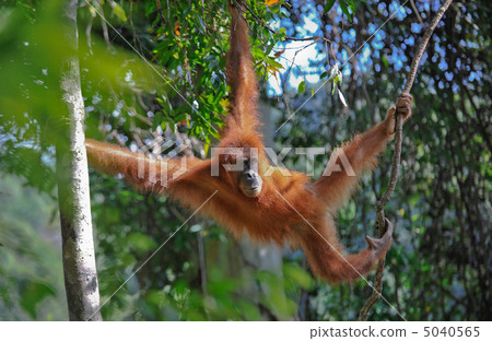 sumatran orangutan sumatran orangutan 5040565