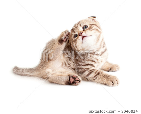 adorable kitten scratching or itching himself. Kitten's sex is v 5040824