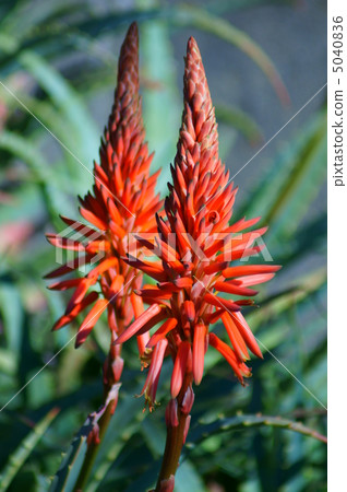Aloe flowers have bloomed. Writing in Kanji seems to be "蘆薆"... 5040836