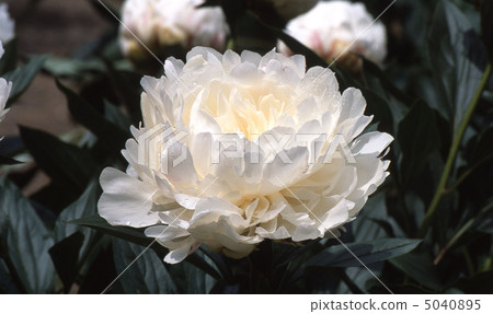 京都北山在春天 京都北山在春天 5040895