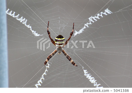 Rhododendron 5041386