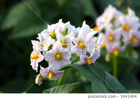 Potato flowers 5041404