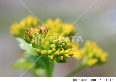 Buds of Haru Zakiyama Garashi Buds of Haru Zakiyama Garashi 5041417