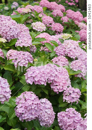 3 hydrangea hydrangea slope blooms 3 hydrangea hydrangea slope blooms 5041463