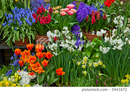 flower shop flower shop 5041672