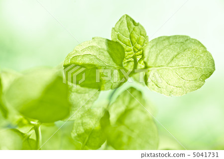 薄荷 薄荷 5041731