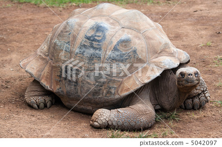 Giant turtle 5042097
