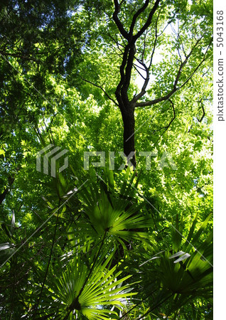 In the forest 5043168