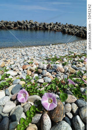 一個可愛的hamahirugao 5043242