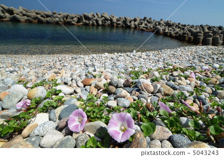 A lovely hamahirugao 5043243