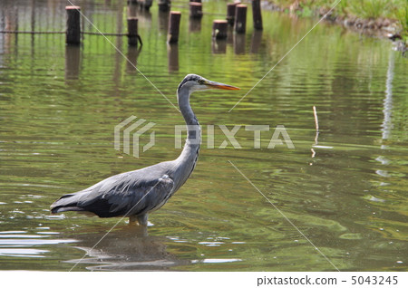 Gray heron 5043245