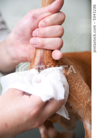 Dog's anal gland squeeze 5043286