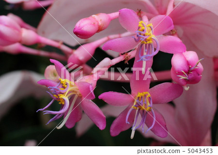 Medina Magnifica 5043453