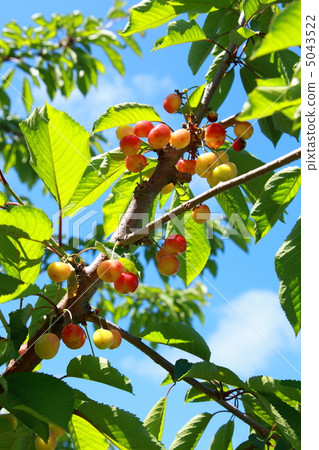 Cherry orchard 5043522