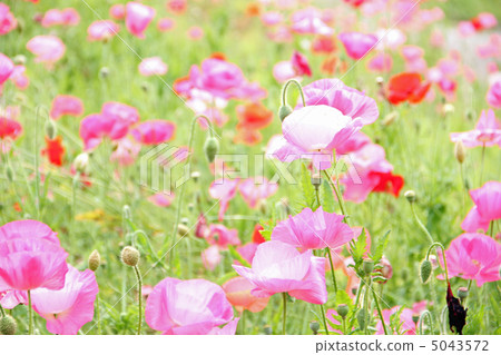 罌粟 5043572