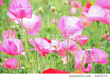 罌粟 罌粟 5043574