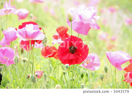 罌粟 罌粟 5043579