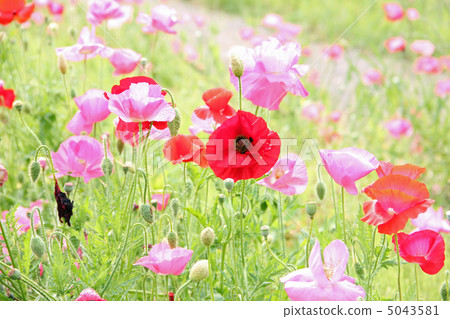 罌粟 罌粟 5043581
