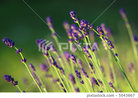 lavender 5043667