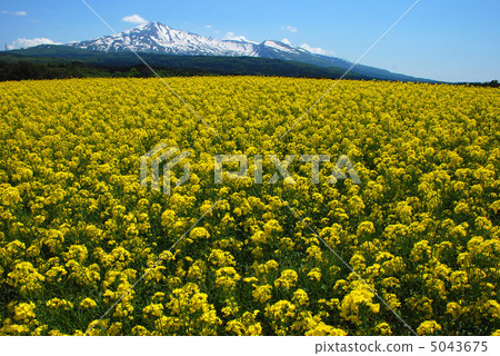 Yellow plateau of happiness Yellow plateau of happiness 5043675