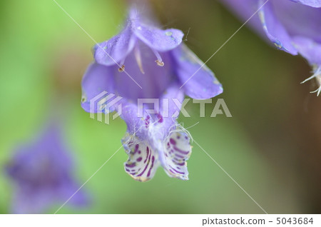 Purple flower Purple flower 5043684