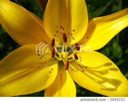 lilies, lily, bloom 5043721