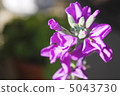 紫色蝴蝶 5043730