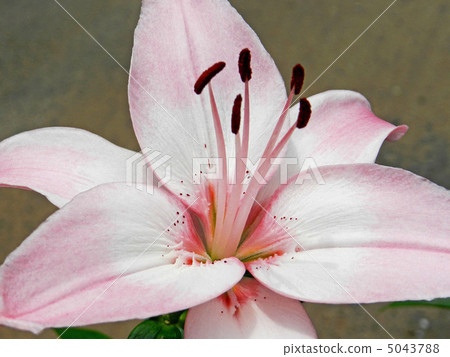 天空百合（Lily of Watermark） 5043788