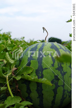 西瓜領域 西瓜領域 5043801