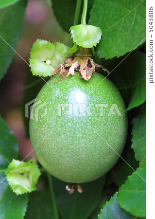 passion fruit passion fruit 5043806