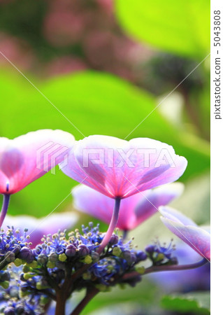 Gaku hydrangea  Gaku hydrangea 5043808