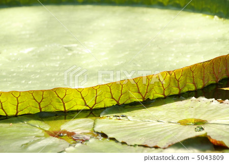 Daimyo Daimyo 5043809