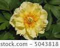 黃牡丹藥 5043818