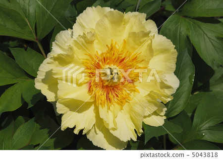 黃牡丹藥 5043818