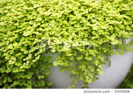 嬰兒眼淚 5044006