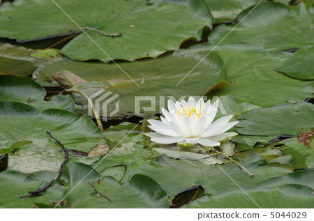Water lily 5044029