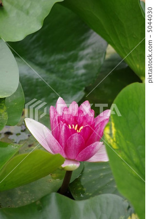 Akabana water lily 5044030