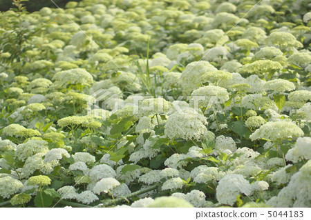 Sachi繡球節·Annabelle Sachi繡球節·Annabelle 5044183