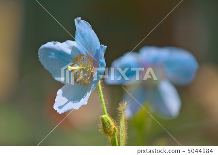 喜馬拉雅的罌粟 - 日光島根yano水生植物園 5044184