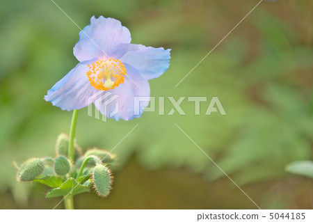 喜馬拉雅的罌粟 - 日光島根yano水生植物園 5044185